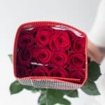 Roses Freedom 60cm (Bulk DIY)