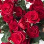 Roses Freedom 60cm (Bulk DIY)