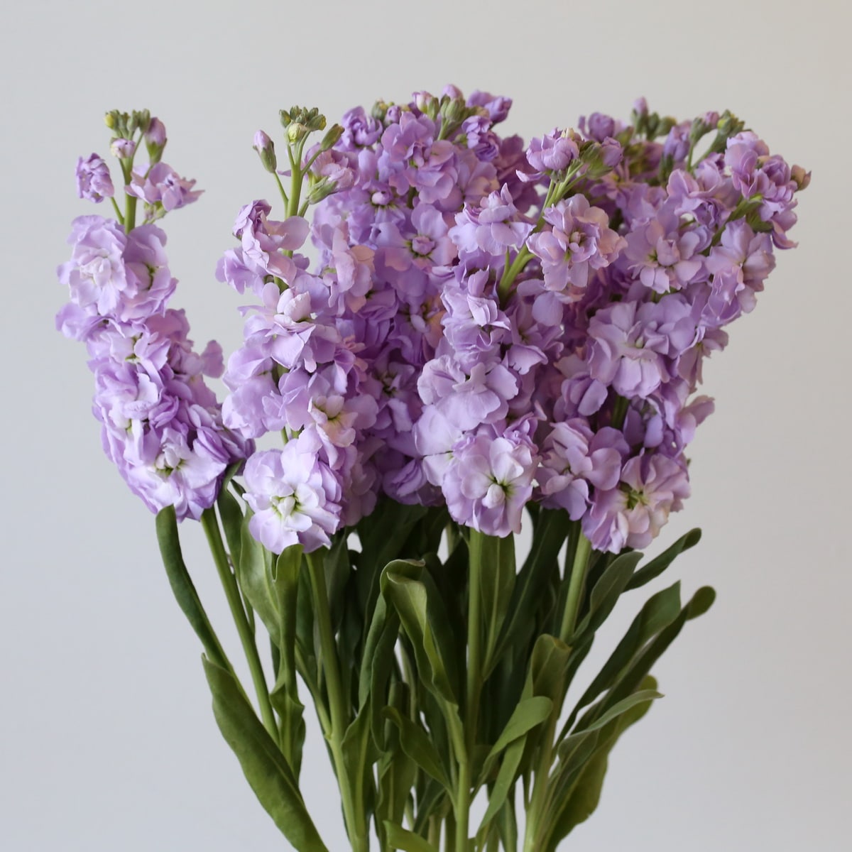 Double Stock Lavender bunch Bulk DIY