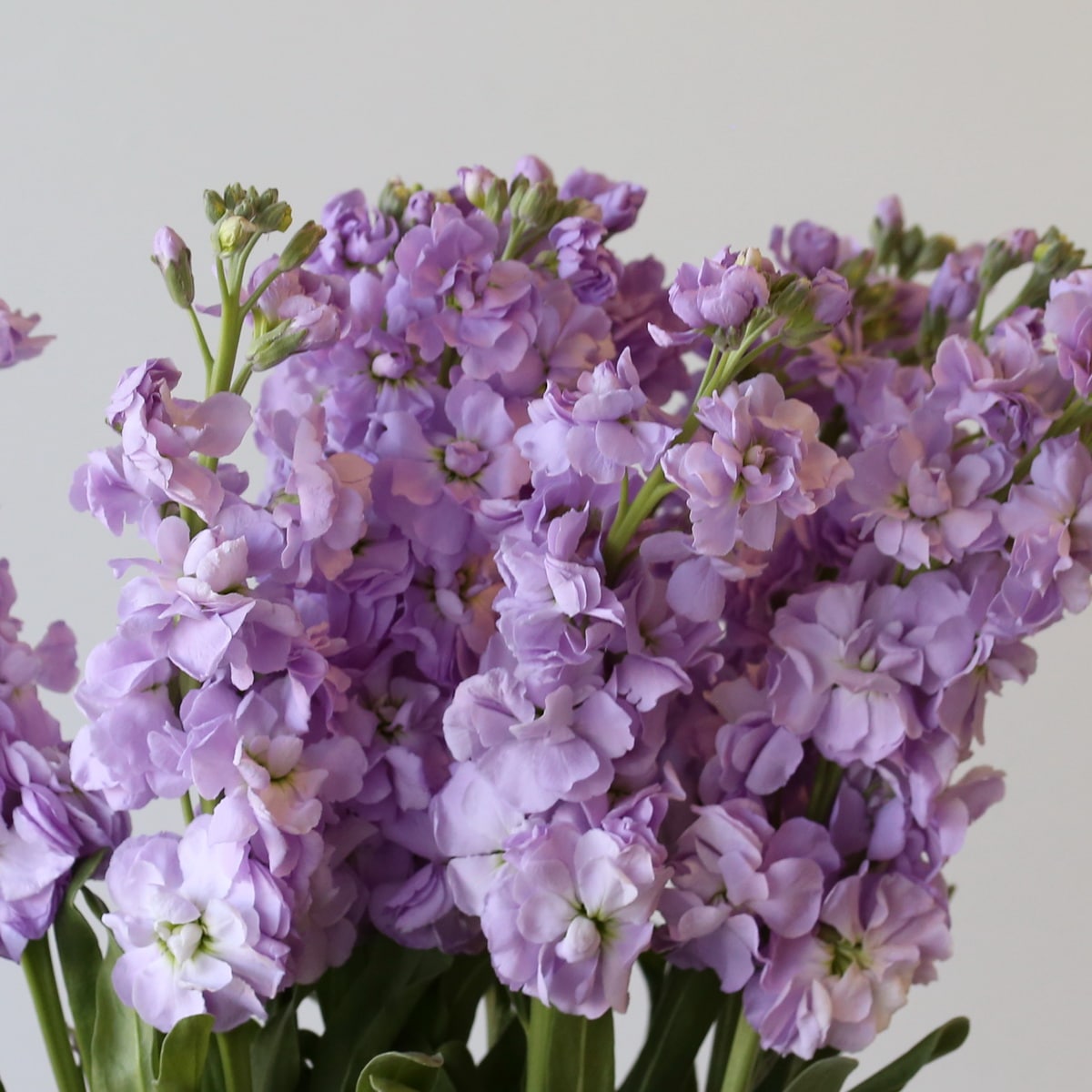 Double Stock Lavender bunch Bulk DIY