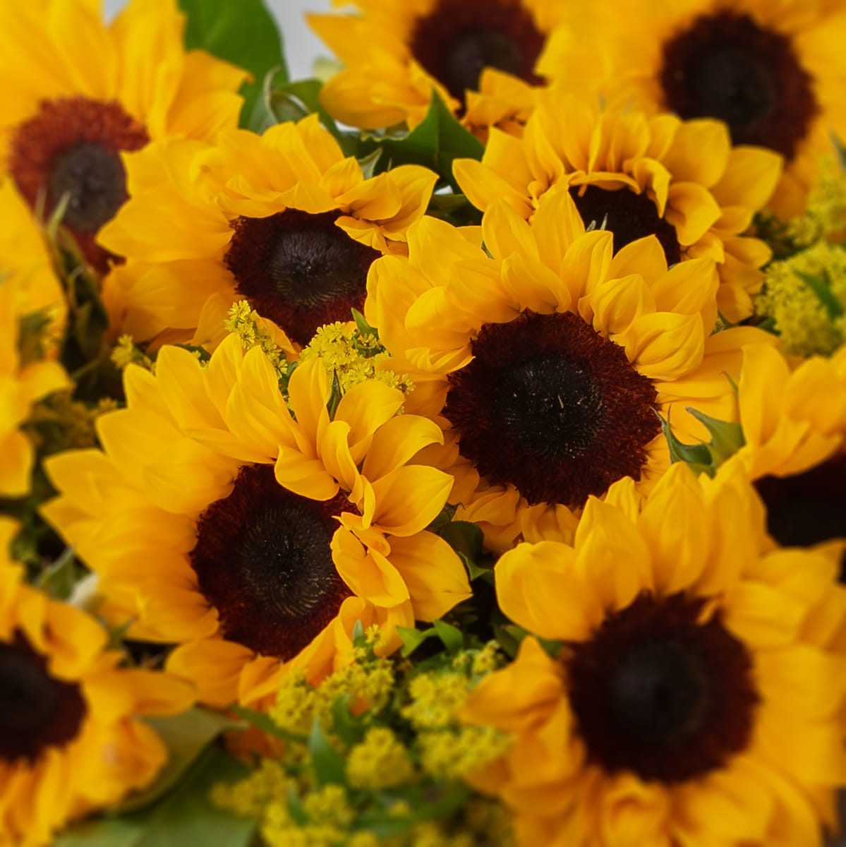 Fresh cut yellow sunflowers