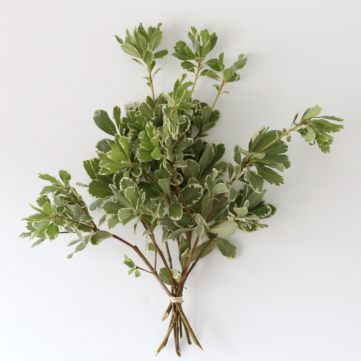 Variegated Pittosporum Bulk DIY