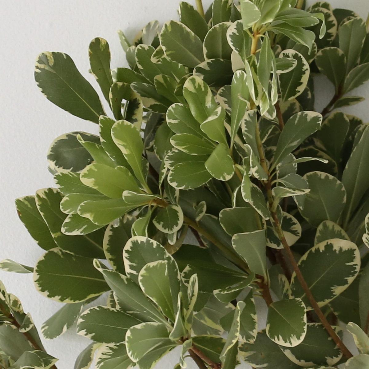 Variegated Pittosporum Bulk DIY