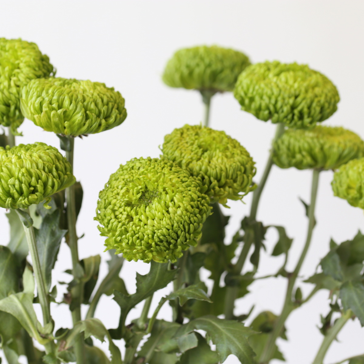 Cremon-Disbud-Chrysanthemum-Green