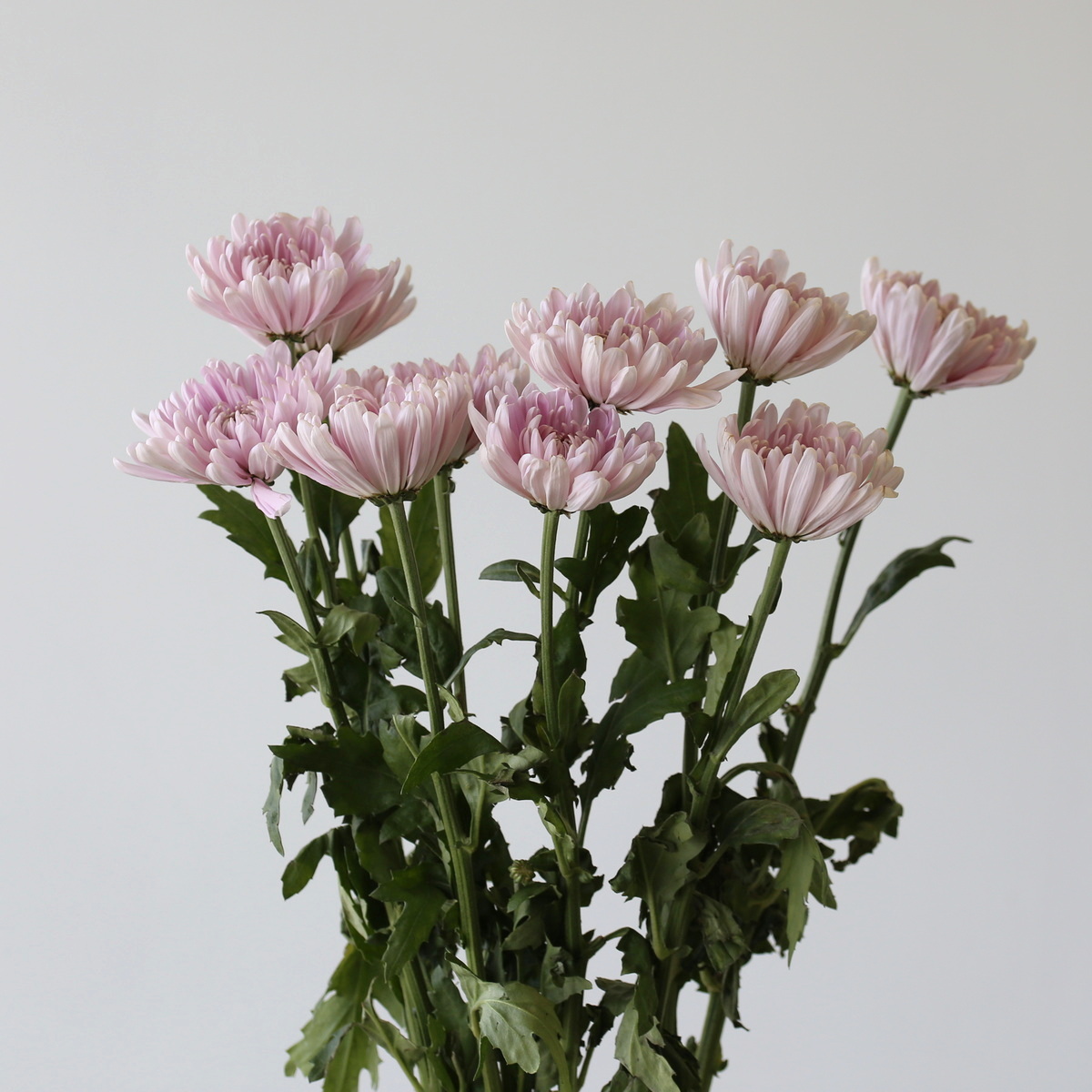 Disbud-Chrysanthemeum-Lavendar-PInk-Bunch