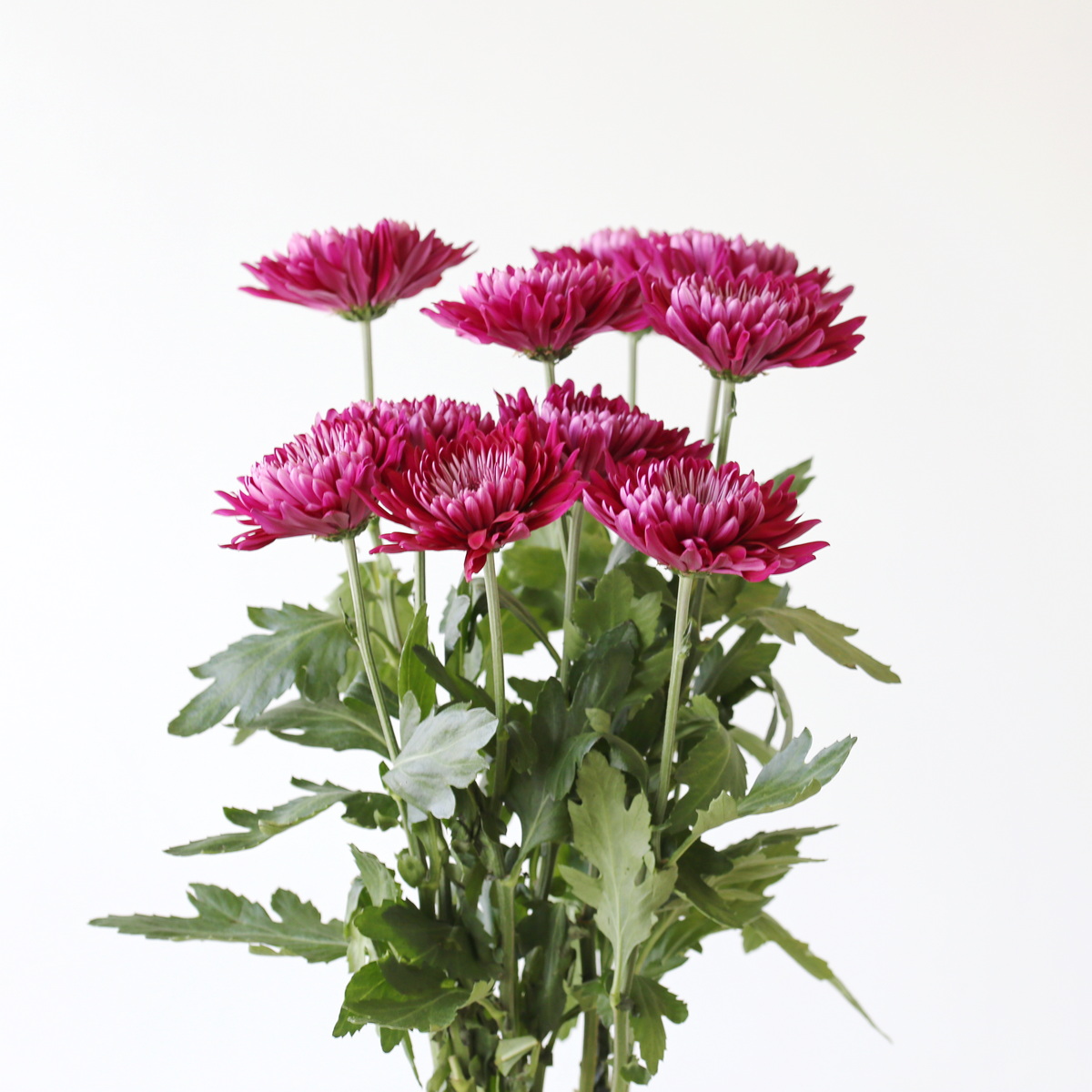 Cremon-Disbud-Chrysanthemum-Mauve