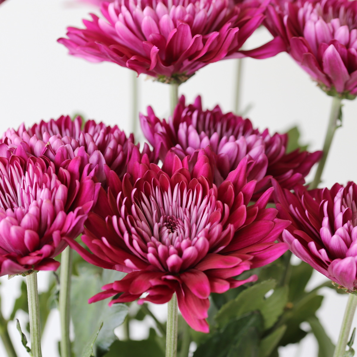 Cremon-Disbud-Chrysanthemum-Mauve