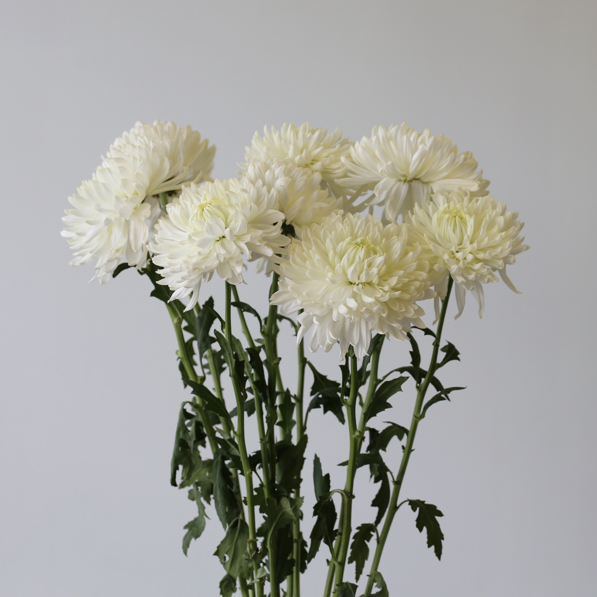 Cremon-DIsbud-Chrysanthemum-White