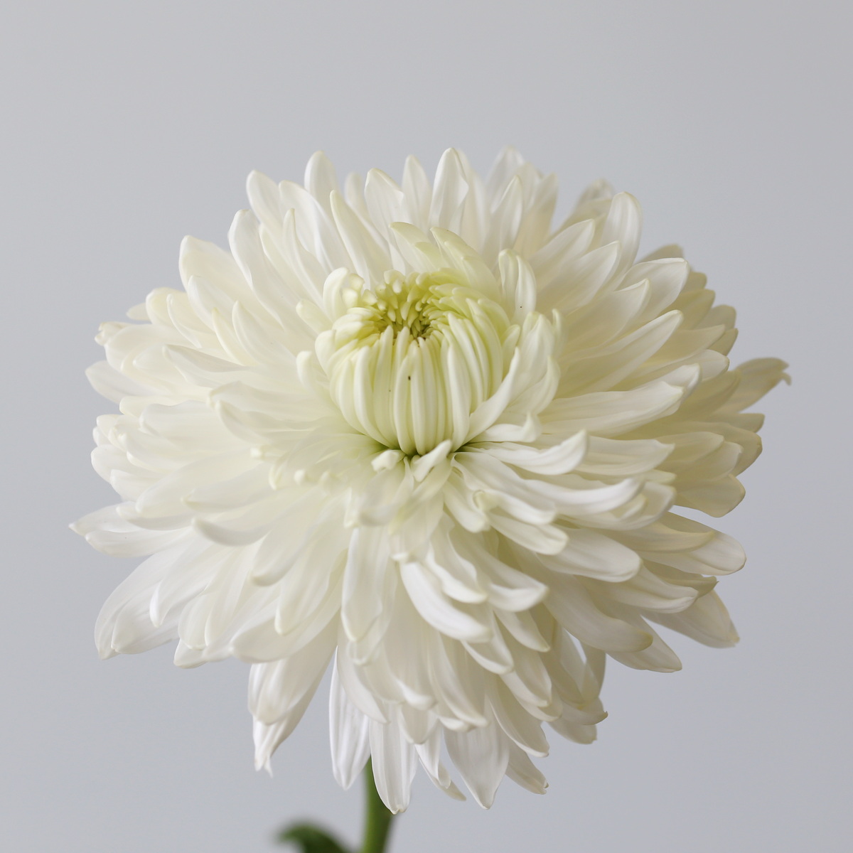 Cremon-DIsbud-Chrysanthemum-White