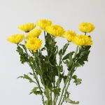 Yellow Cremon Disbud Chrysanthemums (Bulk DIY)