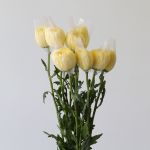 Yellow Cremon Disbud Chrysanthemums (Bulk DIY)