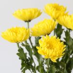 Yellow Cremon Disbud Chrysanthemums (Bulk DIY)