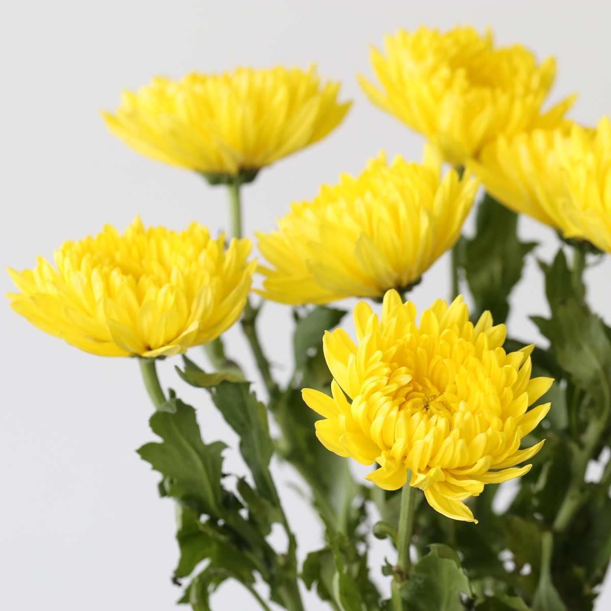 Cremon-Disbud-Chrysanthemeum-Yellow