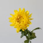 Yellow Cremon Disbud Chrysanthemums (Bulk DIY)