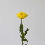 Yellow Cremon Disbud Chrysanthemums (Bulk DIY)