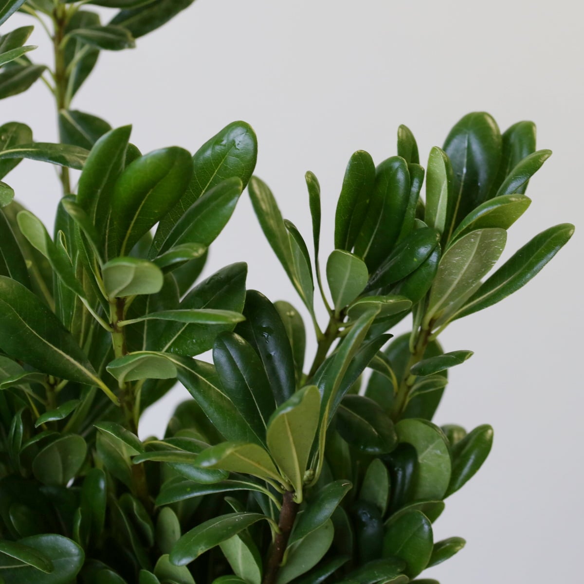 Green Pittosporum greenery Bulk DIY