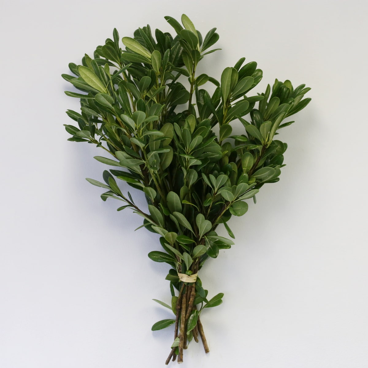 Green Pittosporum greenery Bulk DIY