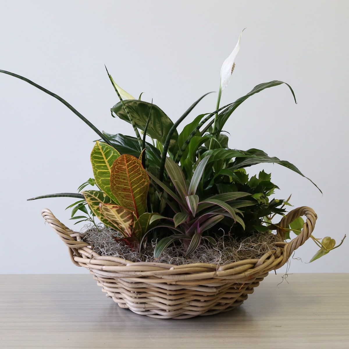 Large dish garden with variety of green plants