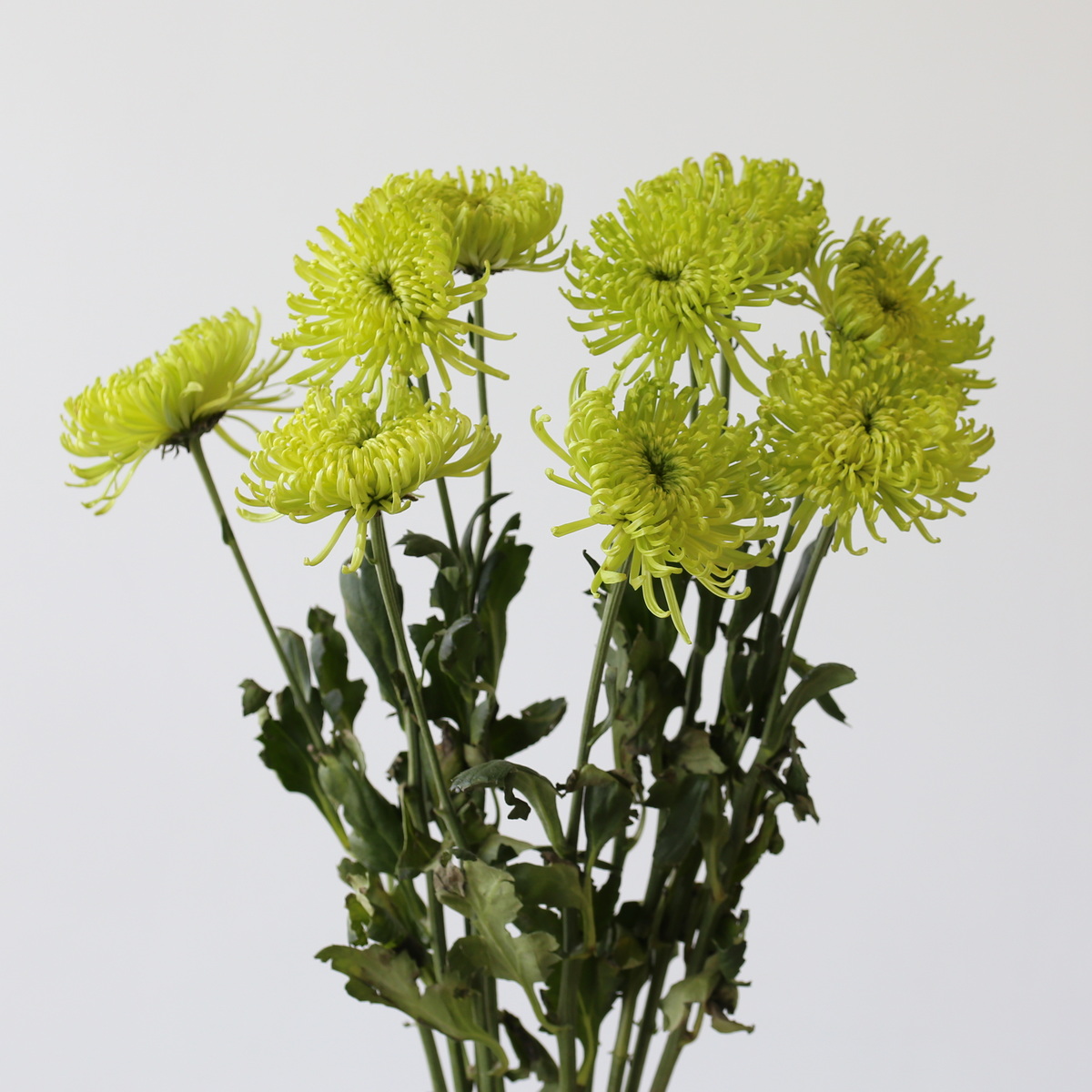 Chrysanthemum Fuji Spider Green