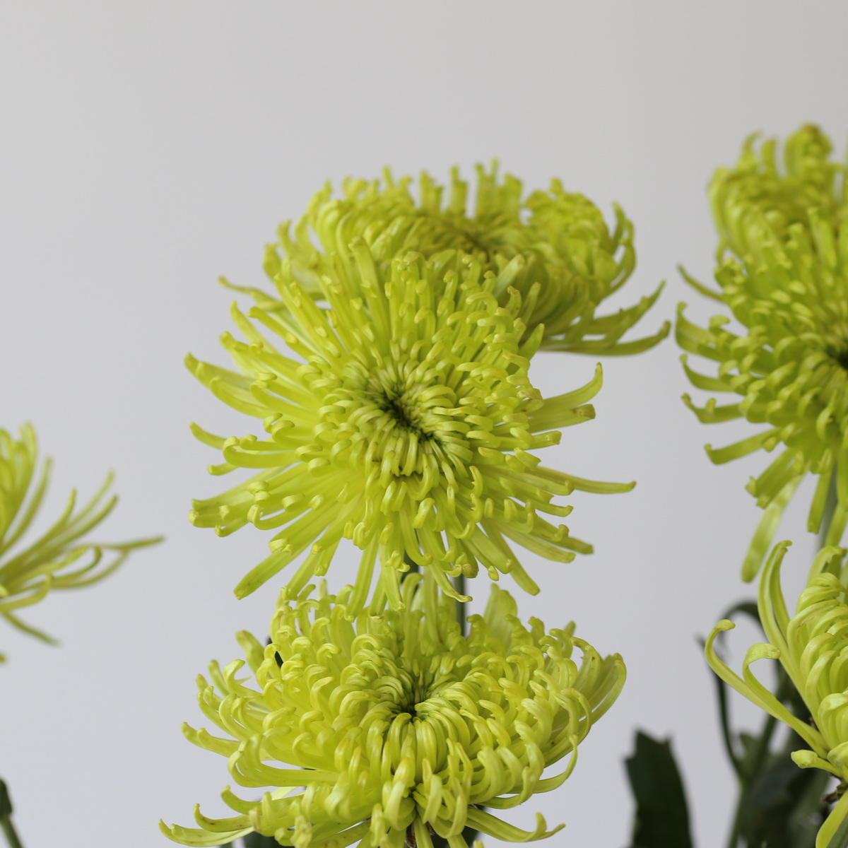 Chrysanthemum Fuji Spider Green