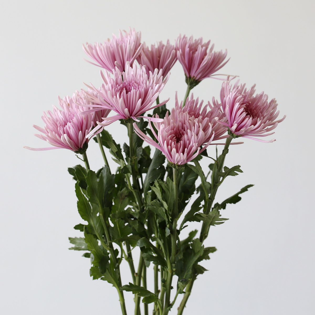 Chrysanthemum Fuji Spider Lavender