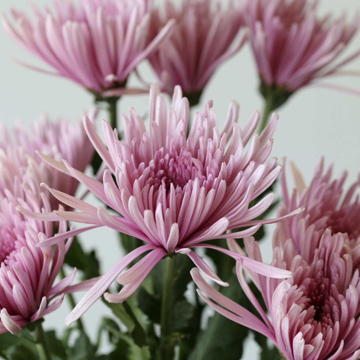 Chrysanthemum Fuji Spider Lavender