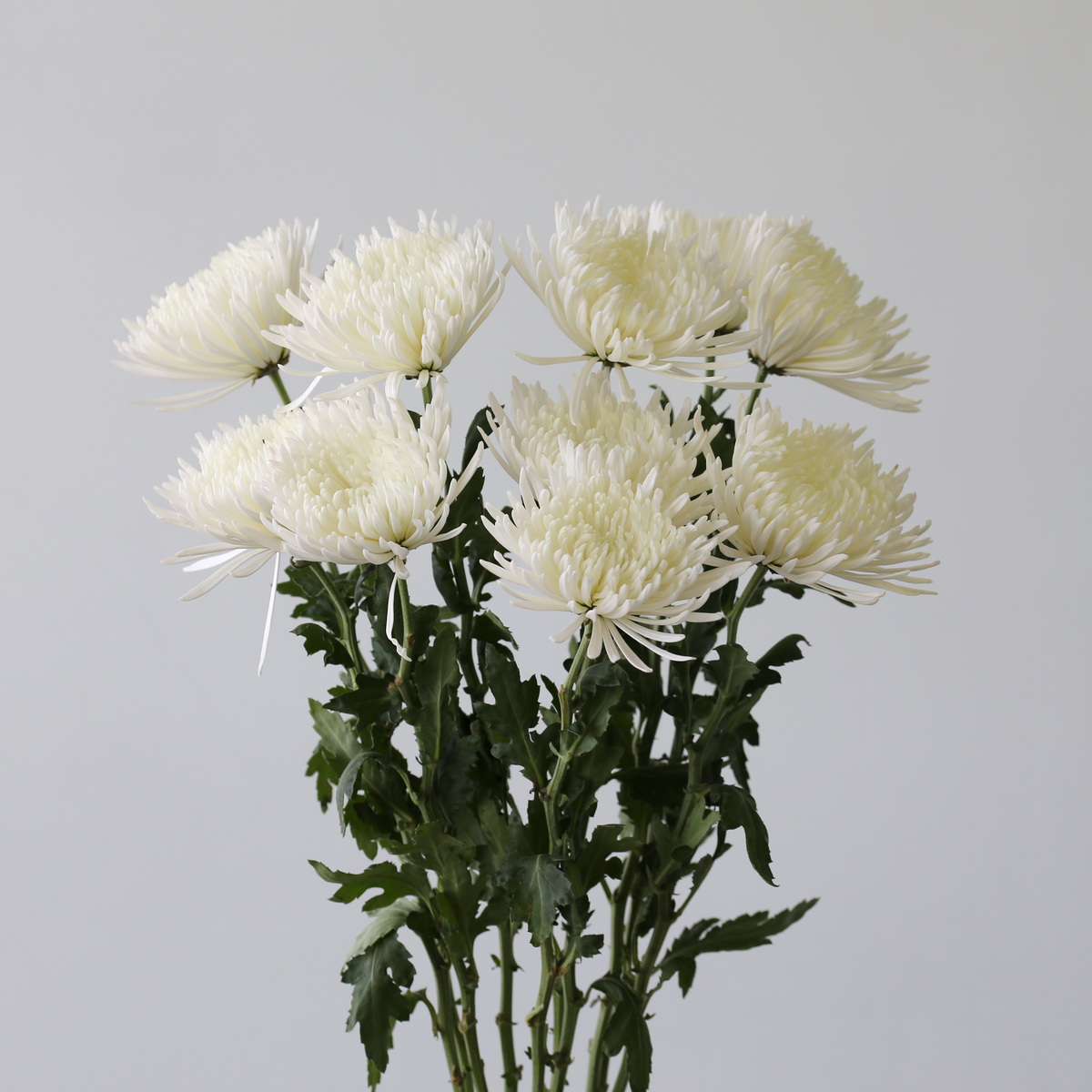 FU-WH-Chrys.-Fuji-Spider-White-Bunch