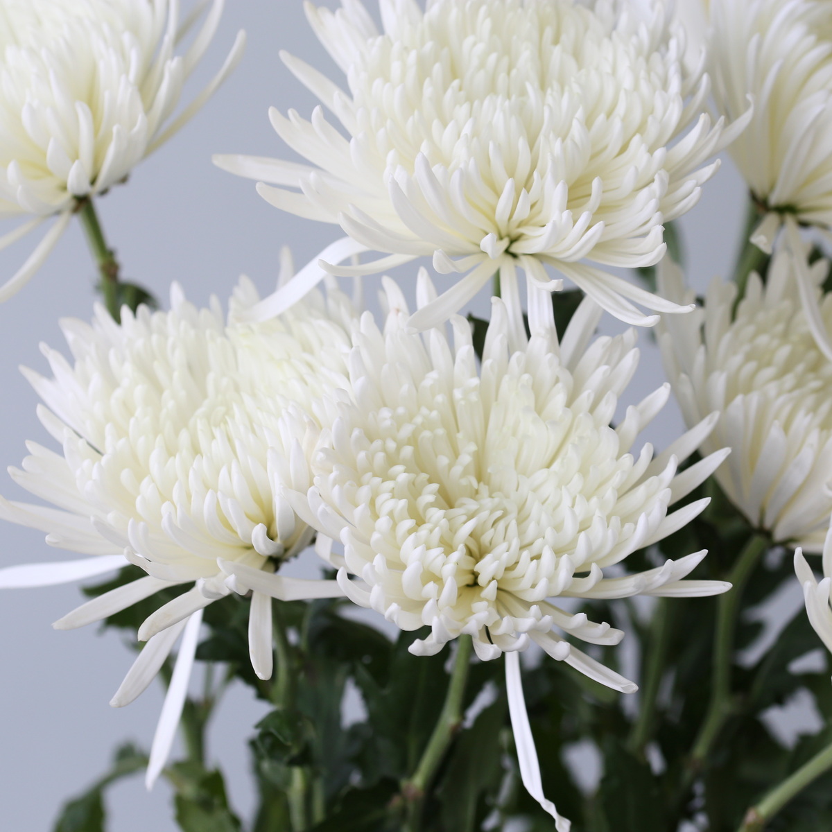 Chrysanthemum Fuji Spider White