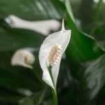 Peace Lily