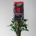 Rose Vendelas Blancs 70 cm (En Vrac)