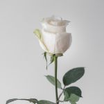 Rose Vendelas Blancs 70 cm (En Vrac)