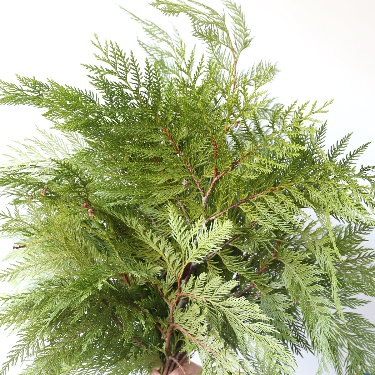 B.C.-Western-Red-Cedar-Bunch