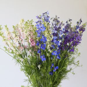 Bulk Delphinium