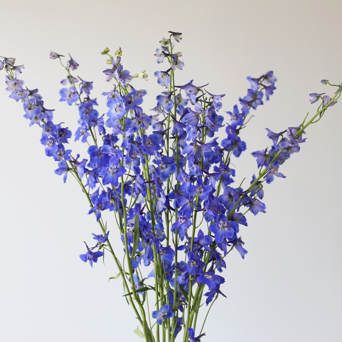 Delphinium Sea Waltz Bulk DIY