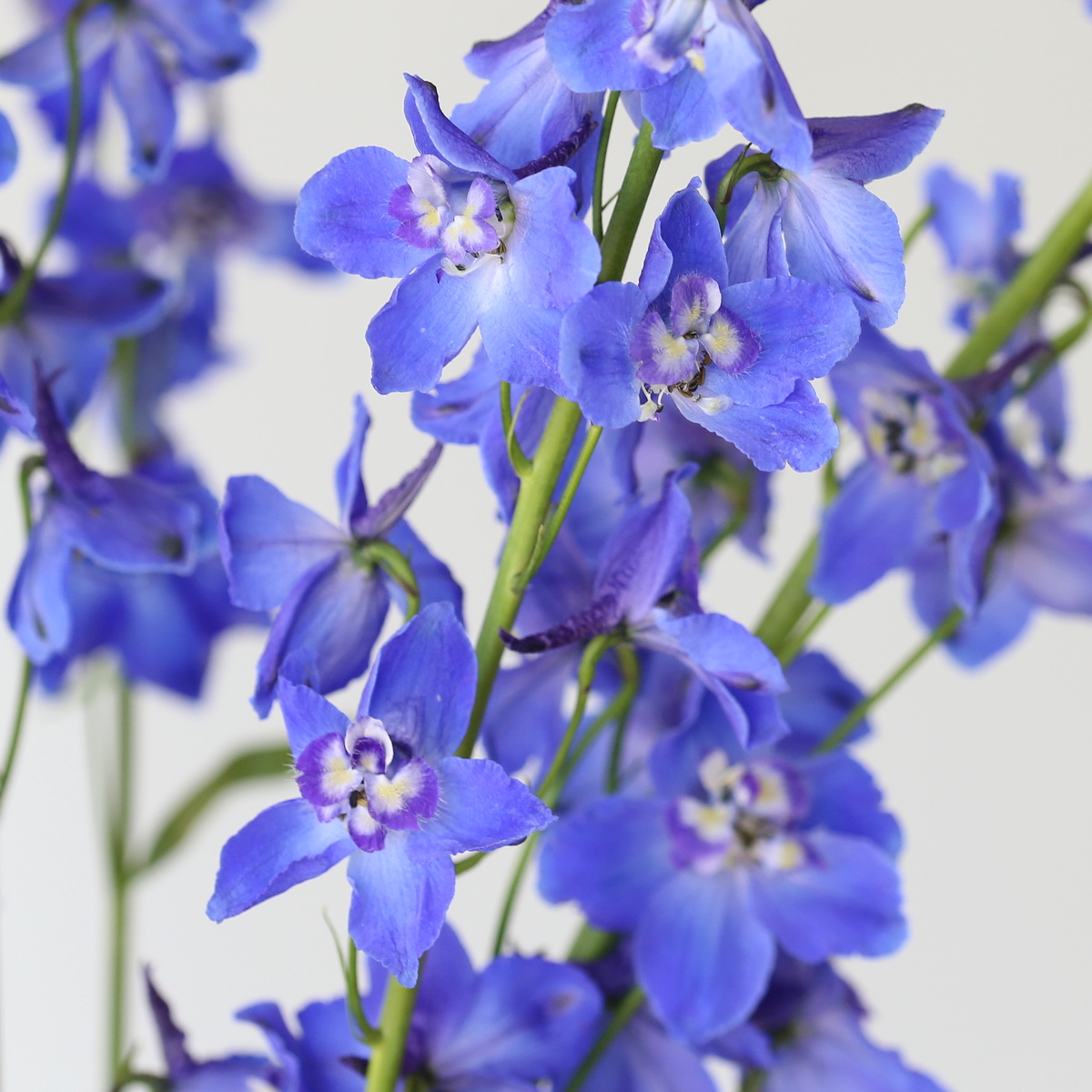 Delphinium Sea Waltz Bulk DIY