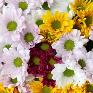 Bulk Daisies and Chrysanthemums