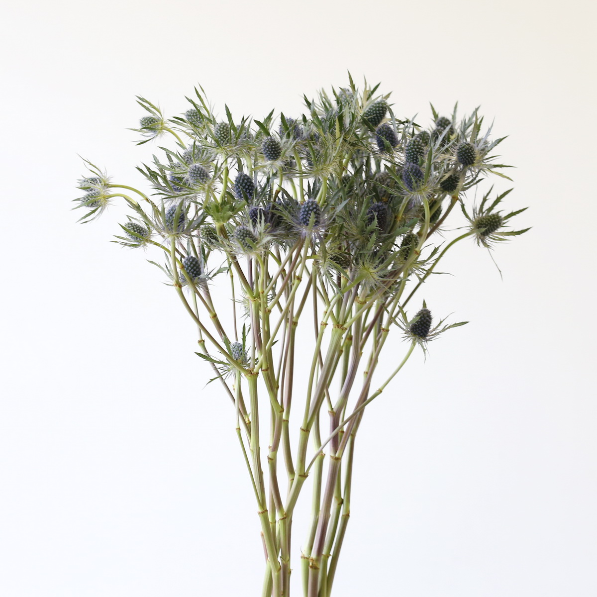 Eryngium Bunch