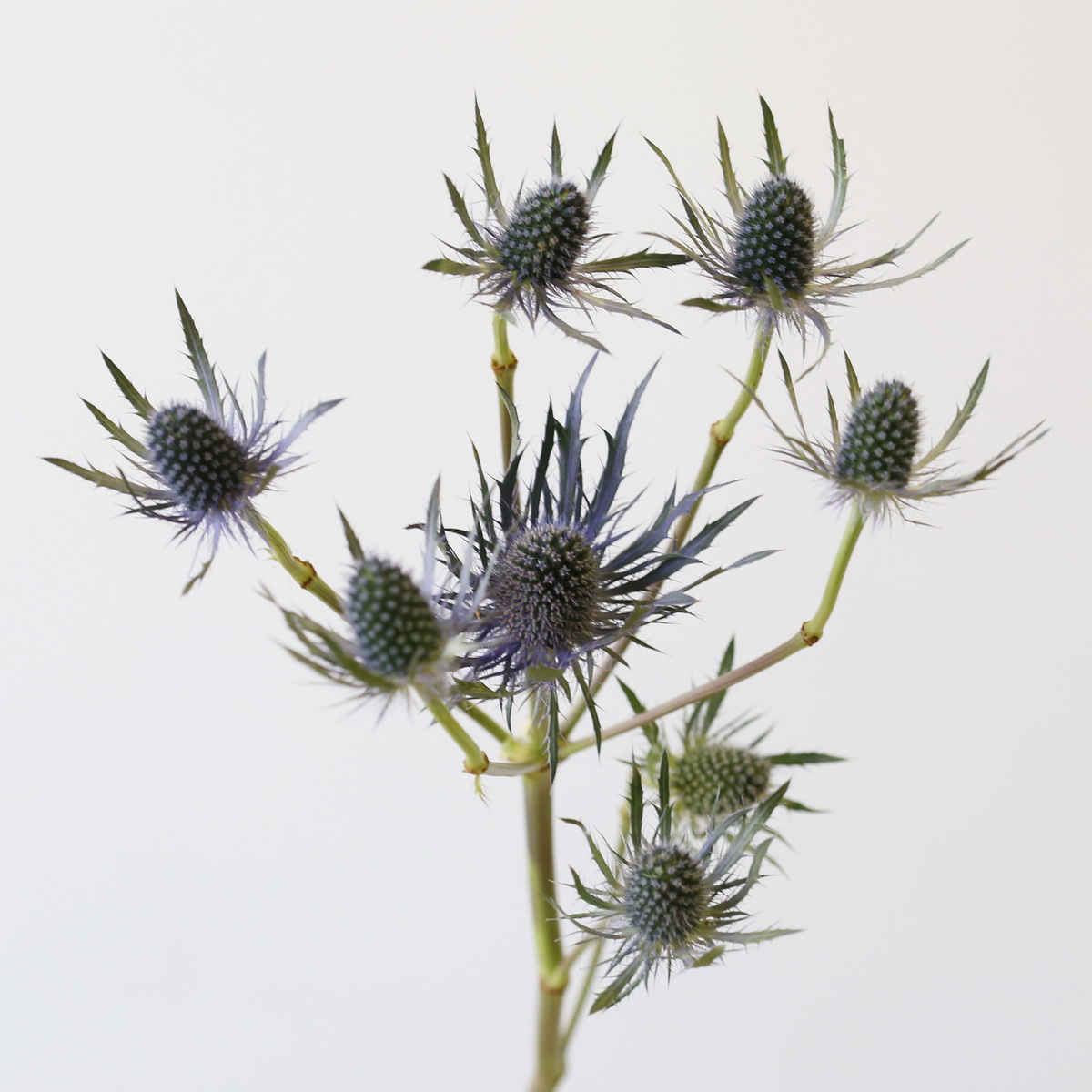 Eryngium Close Up