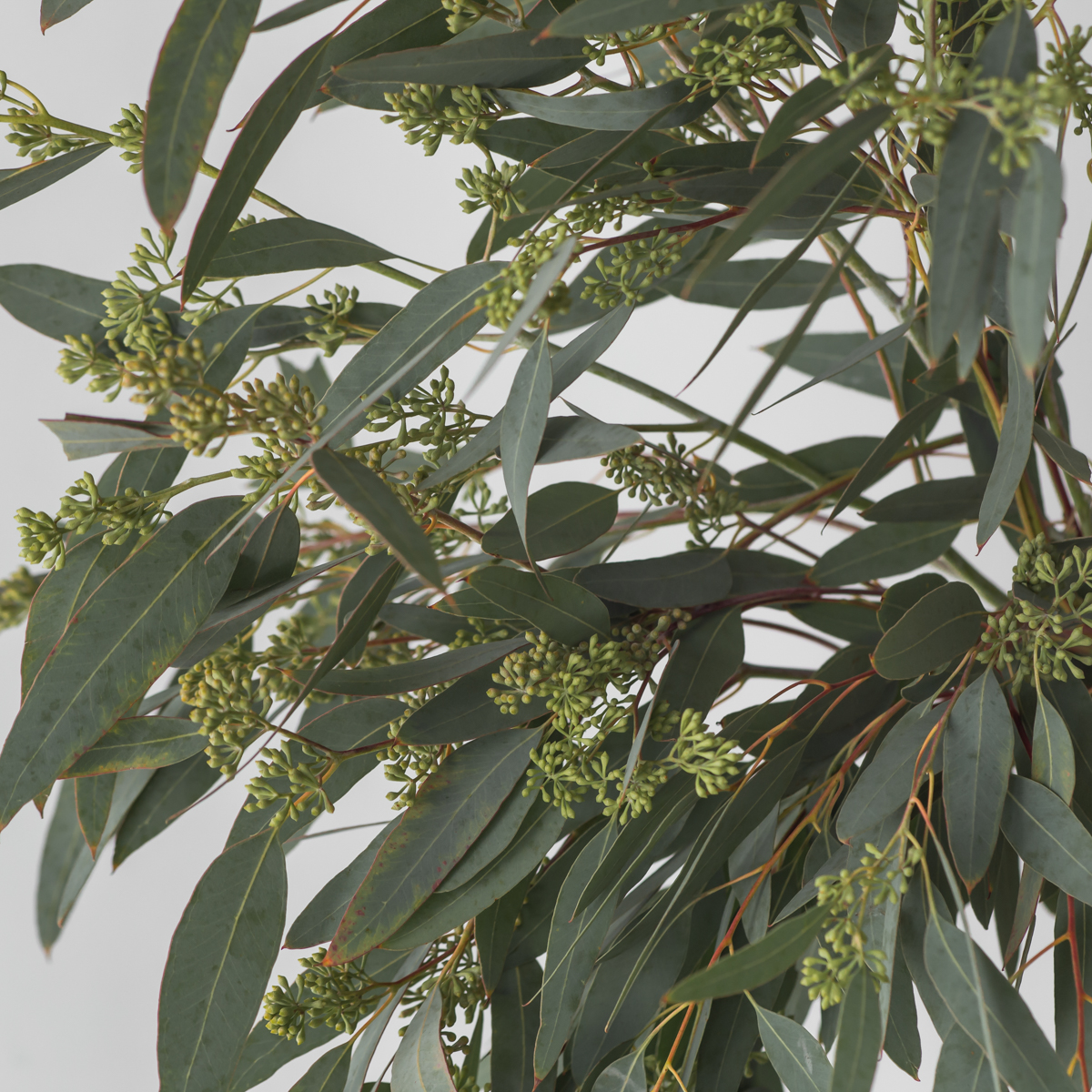 Seeded eucalyptus Bunch