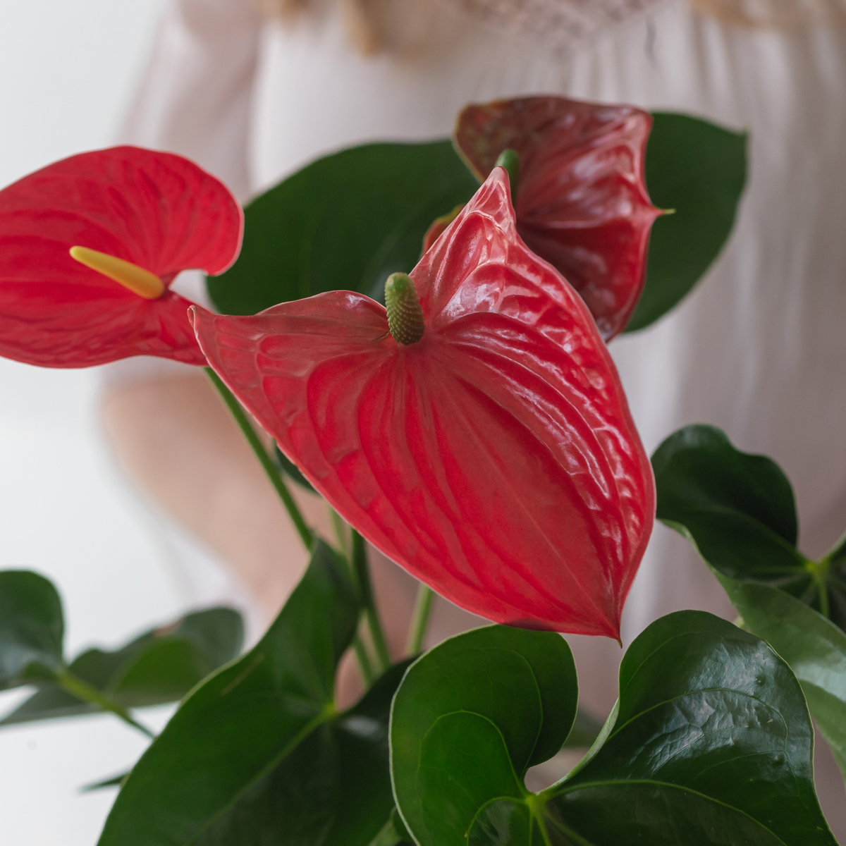 Anthurium plant