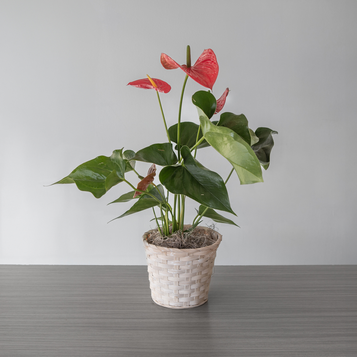 Anthurium plant in basket