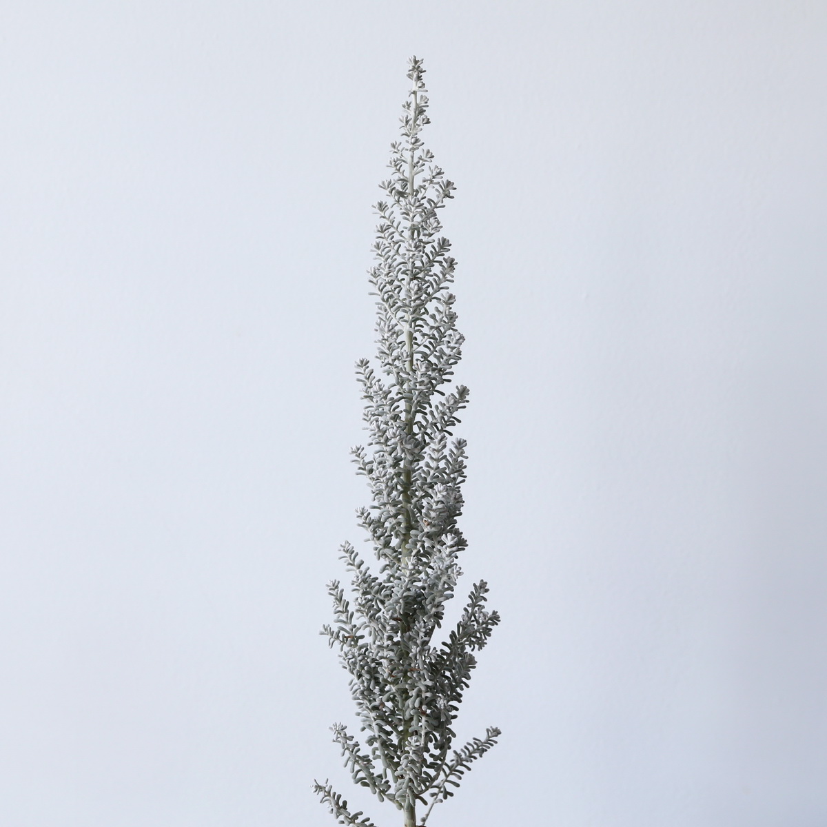 Kochia Single Stem