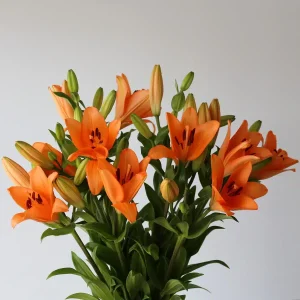 Bulk Lilies