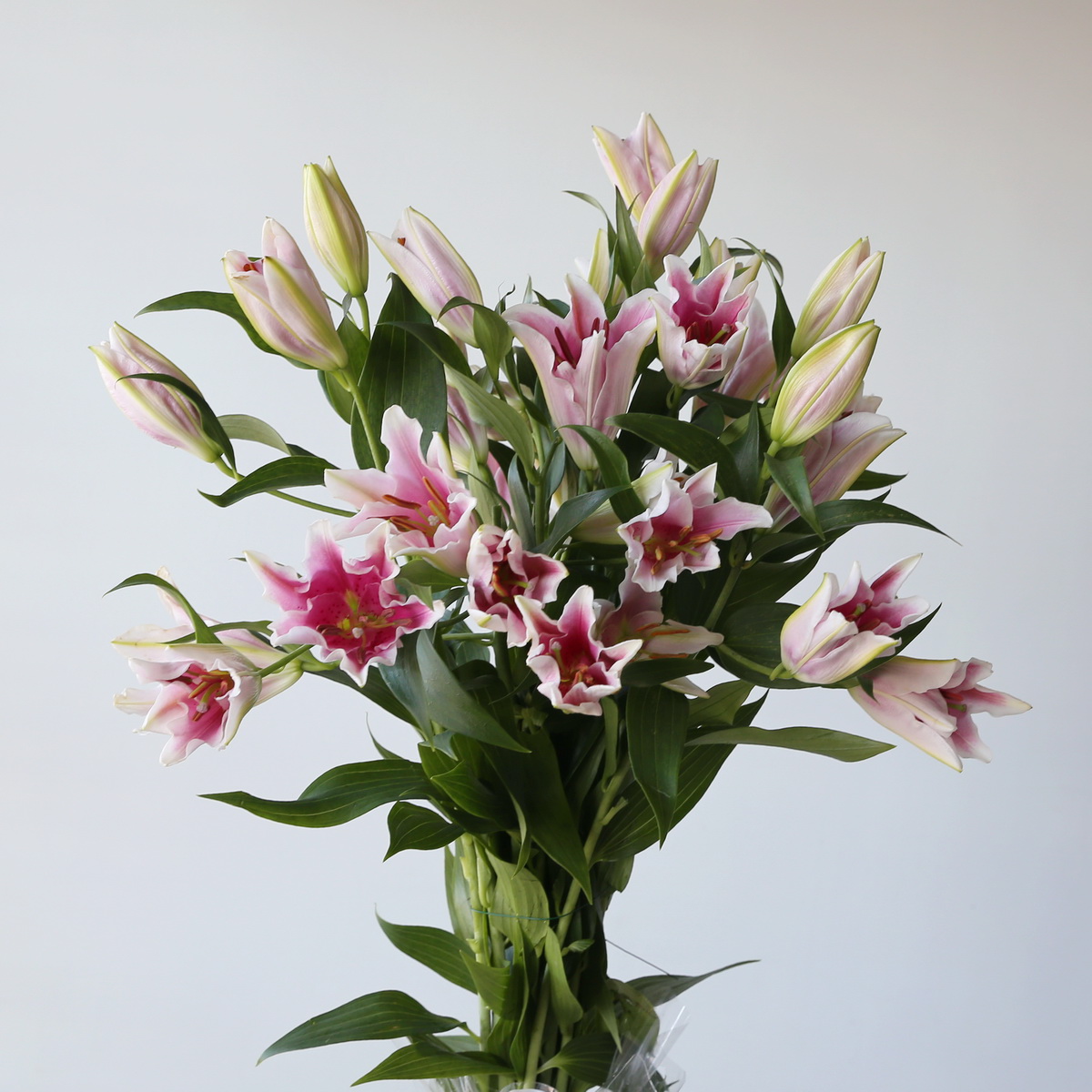 Oriental Lily Sorbonne Bunch