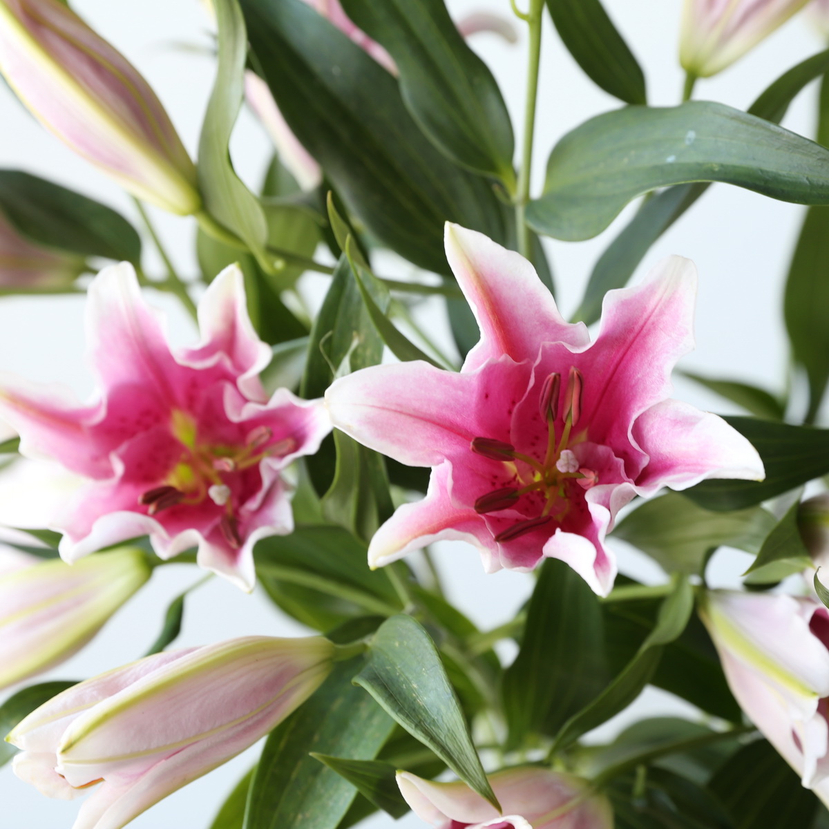 Oriental Lily Sorbonne Close up Cluster