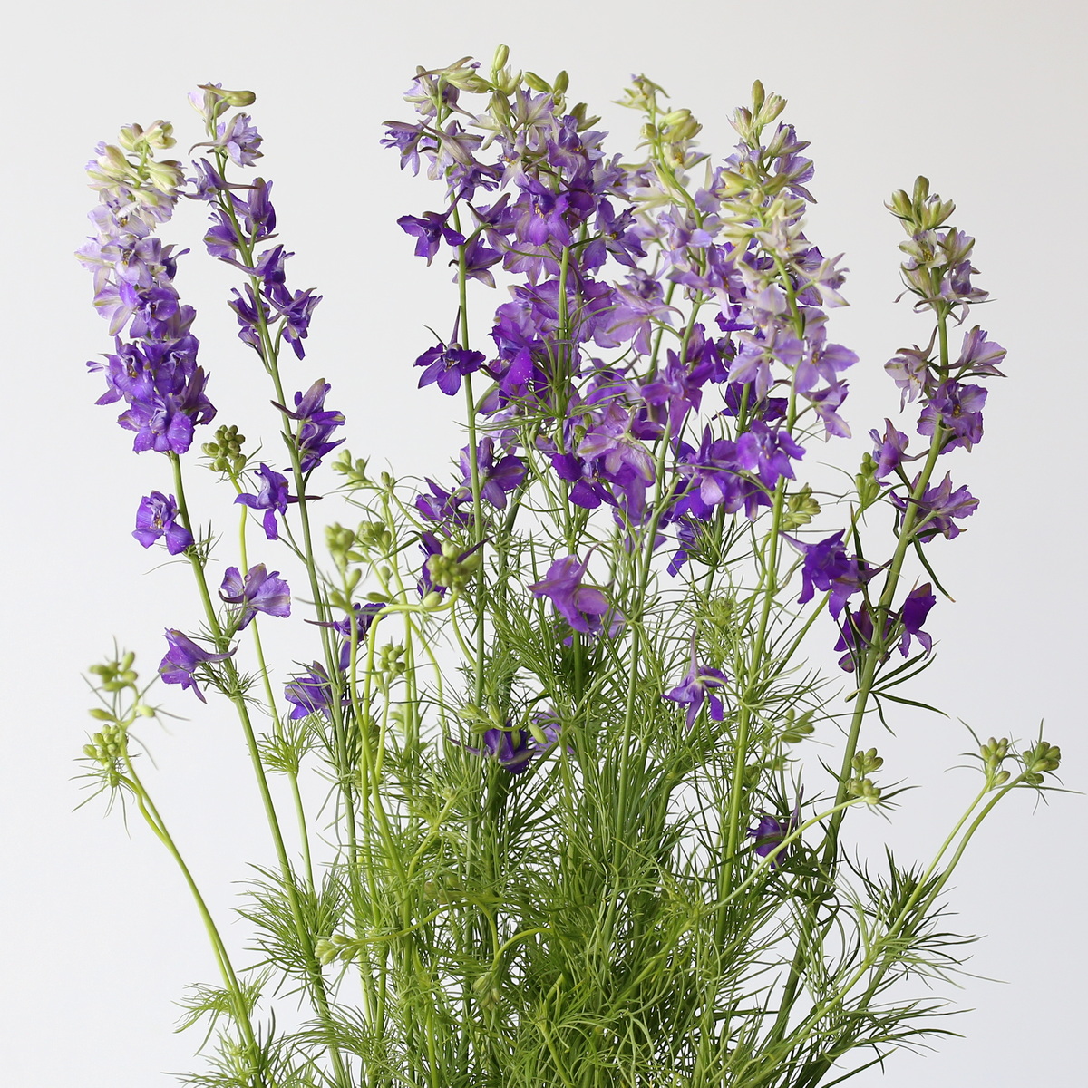 Delphinium Larkspur Mauve Bulk DIY