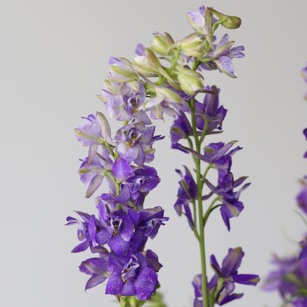 Delphinium Larkspur Mauve Bulk DIY