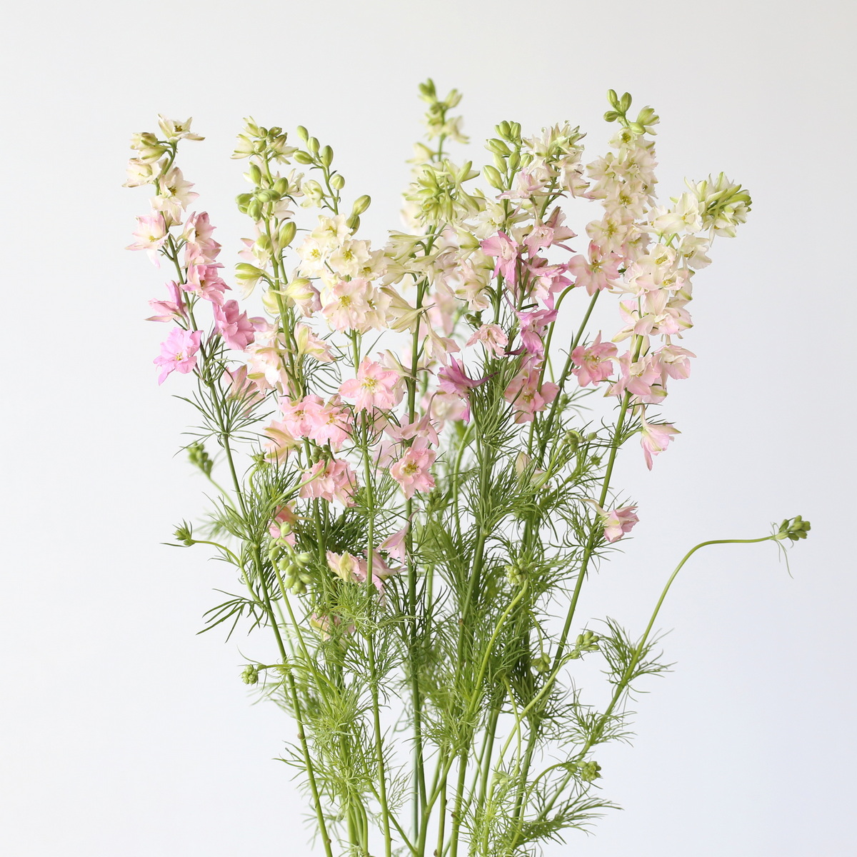 Larkspur Pink Bunch