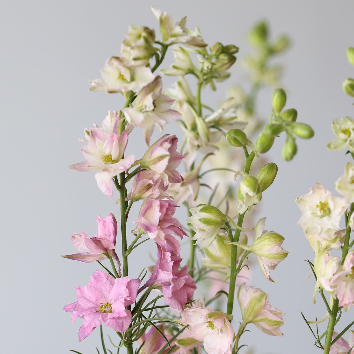 Larkspur Pink Cluster