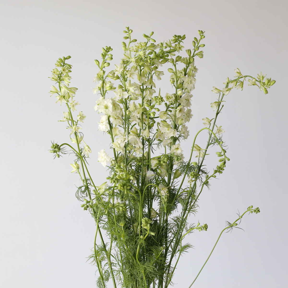 Larkspur White Bunch